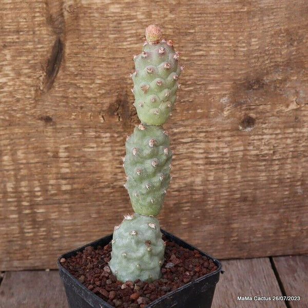 A6698 TEPHROCACTUS ARTICULATUS INERMIS pot8 H18-W5 cm MaMa Cactus