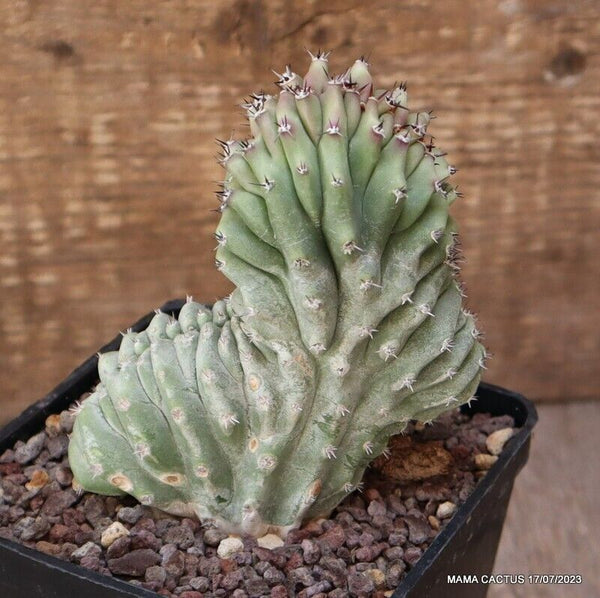 LOPHOCEREUS SCHOTTII CRESTED