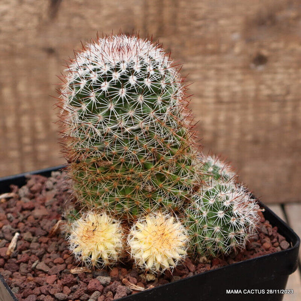 MAMMILLARIA ALBILANATA VARIEGATED