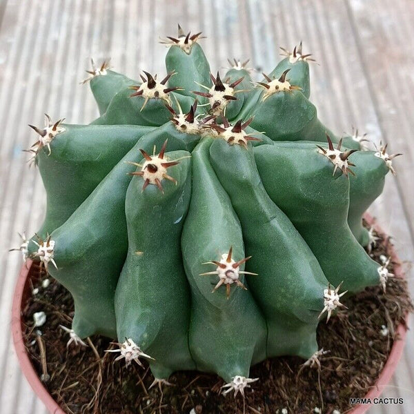 FEROCACTUS HORRIDUS MONSTER KIKKO