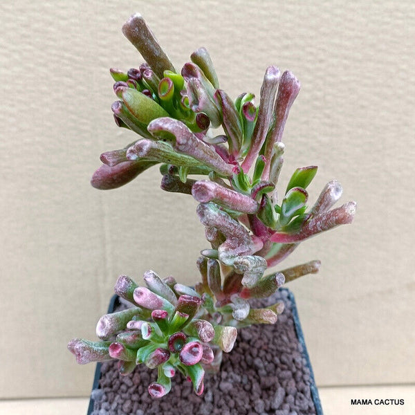 CRASSULA GOLLUM VARIEGATED