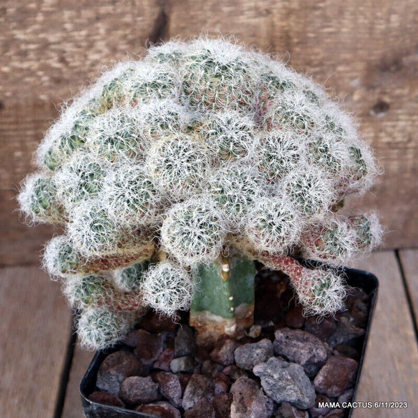 SULCOREBUTIA HERTUSII GRAFTED