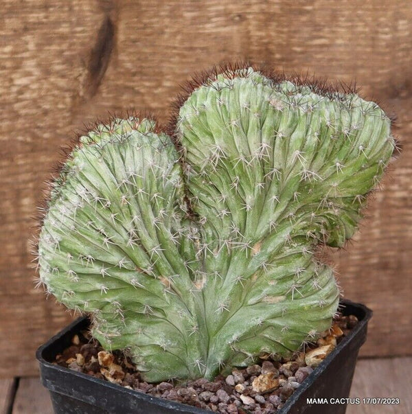 POLASKIA CHICHIPE CRESTED