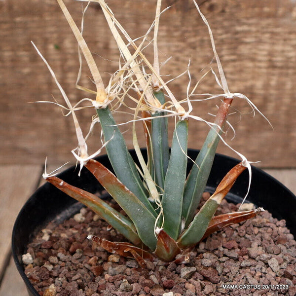 LEUCHTENBERGIA PRINCIPIS