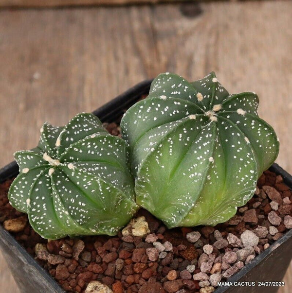 ASTROPHYTUM CAPRICORNE INERMIS