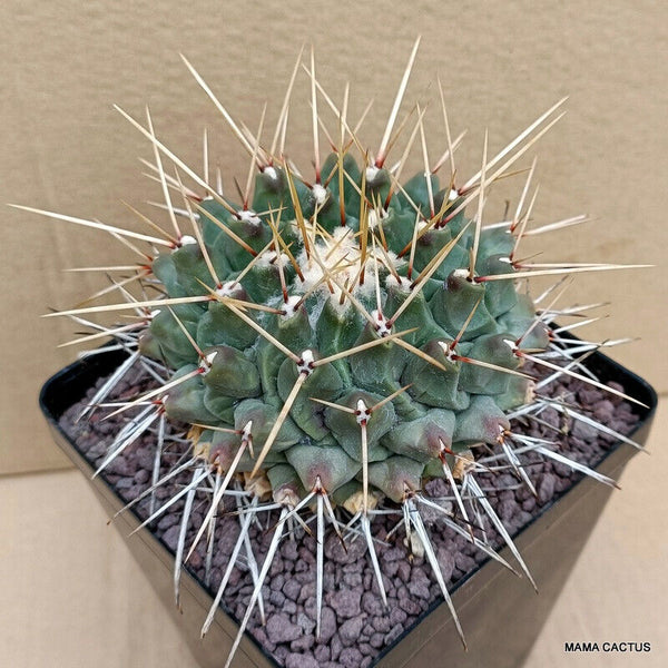 D416 THELOCACTUS RINCONENSIS pot 12 cm H 7 cm W 11 cm MaMa Cactus