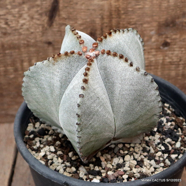 ASTROPHYTUM MYRIOSTIGMA