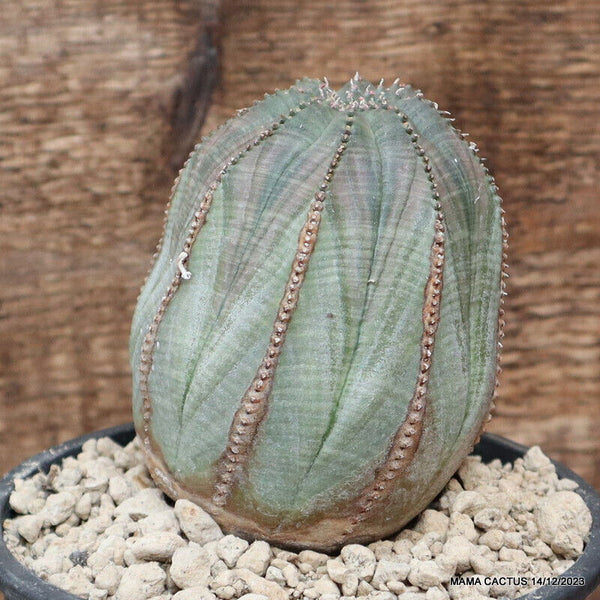 EUPHORBIA OBESA ARROW OLD