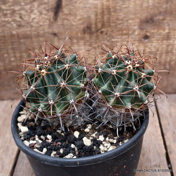 FEROCACTUS HORRIDUS