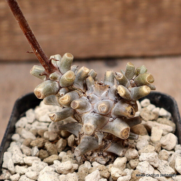 D2170 TYLECODON HIRTIFOLIUM pot8-H6-W5,5 cm MaMa Cactus