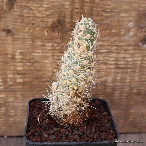 A6683 OPUNTIA SPHAERICA pot8-H11-W4 cm MaMa Cactus