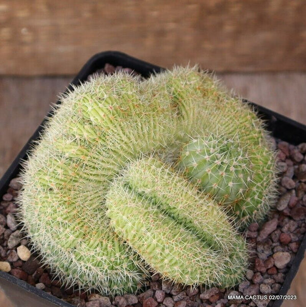 NOTOCACTUS BUININGII CRESTED