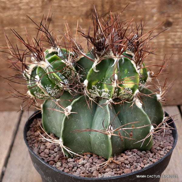 ASTROPHYTUM CAPRICORNE MONSTER VARIEGATED