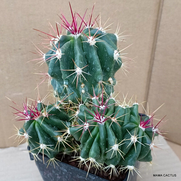 FEROCACTUS STAINESII MONSTER