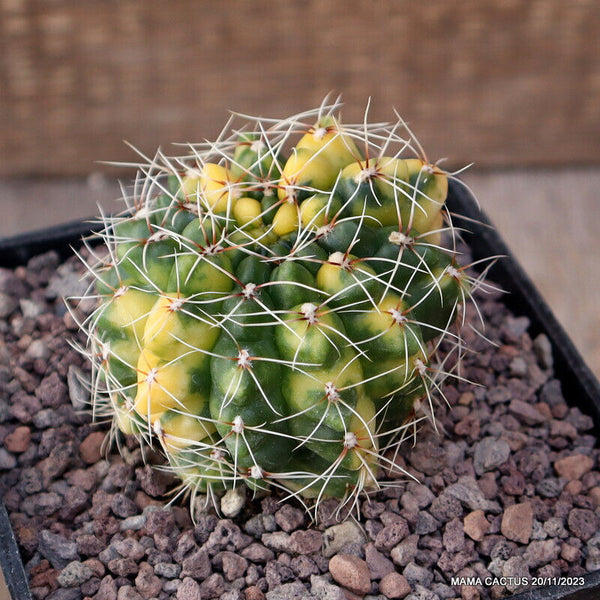 GYMNOCALYCIUM BALDIANUM VARIEGATED