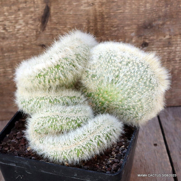 CLEISTOCACTUS STRAUSII CRESTED