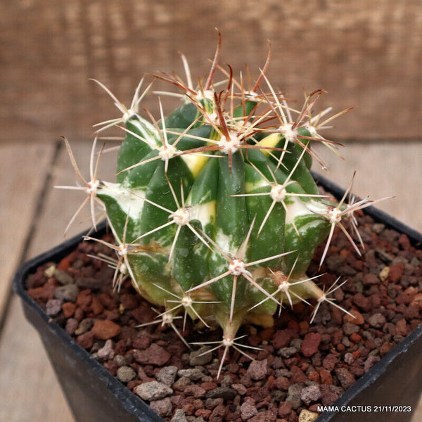 FEROCACTUS HORRIDUS VARIEGATED