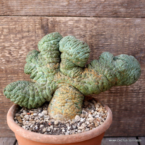 M3 RARE TRICHOCAULON CACTIFORME CRESTED OLD pot14-H12-W20 cm MaMa Cactus