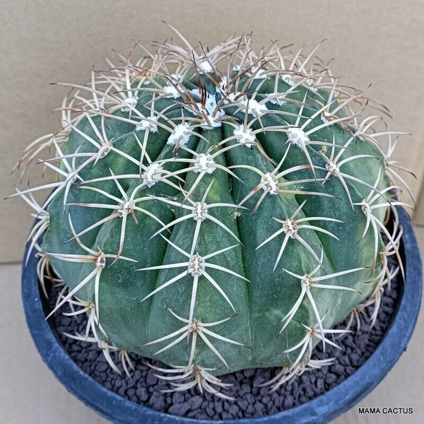 MELOCACTUS PERUVIANUS