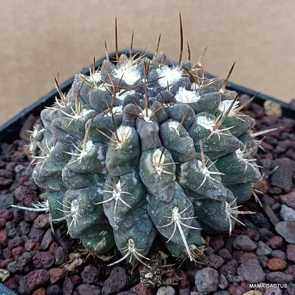 NEOPORTERIA OCCULTA