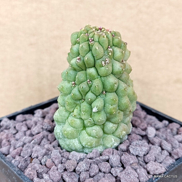 D770 TRICHOCAULON CACTIFORME pot 7 cm H 5,5 cm W 3,5 cm MaMa Cactus