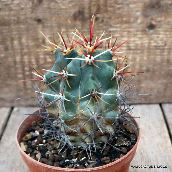 FEROCACTUS EMORYI