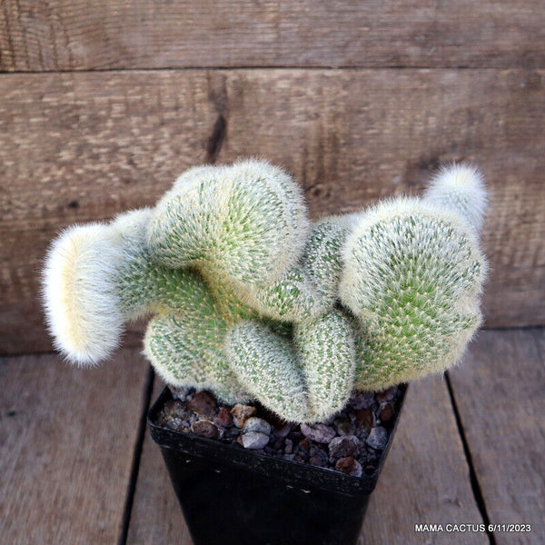 CLEISTOCACTUS STRAUSII CRESTED GRAFTED