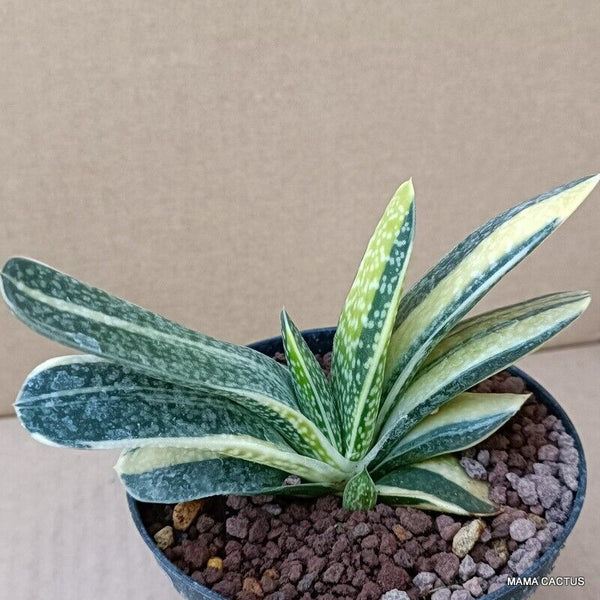 A9830 GASTERIA LILIPUTANA VARIEGATED pot10-H9-W12 cm MaMa Cactus 2nd