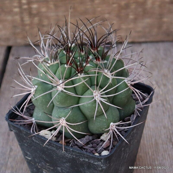 GYMNOCALYCIUM SAGLIONIS