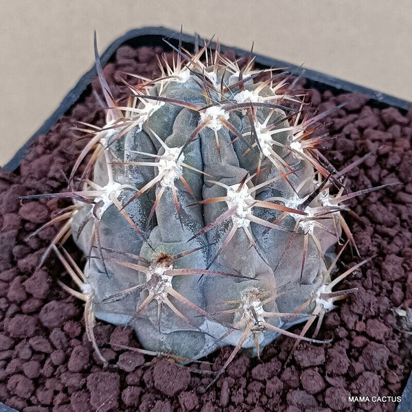 ACANTHOCALYCIUM GLAUCUM