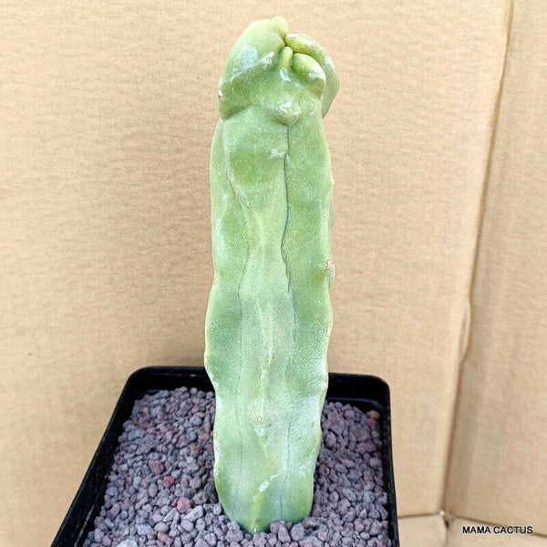 LOPHOCEREUS SCHOTTII MONSTER MINOR