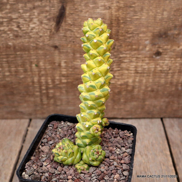 MONADENIUM RITCHIEI VARIEGATED