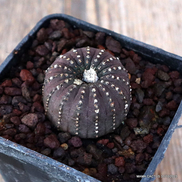 A3884 FRAILEA CASTANEA pot7-H3-W4 cm MaMa Cactus