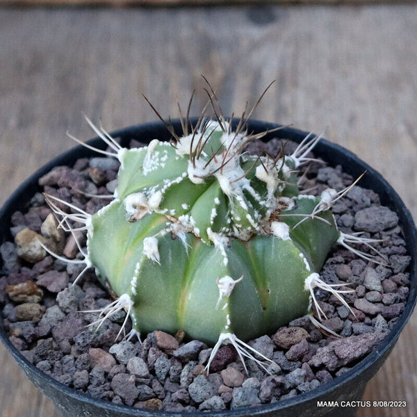 ASTROPHYTUM CAPRICORNE HYBRID