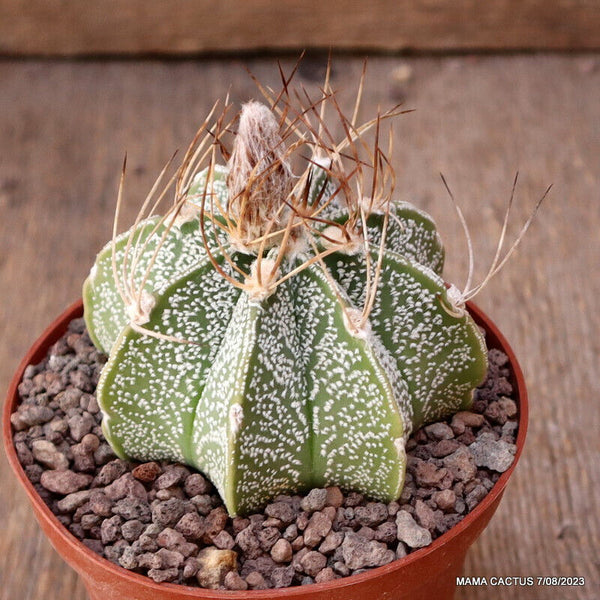 ASTROPHYTUM CAPRICORNE NIVEUM