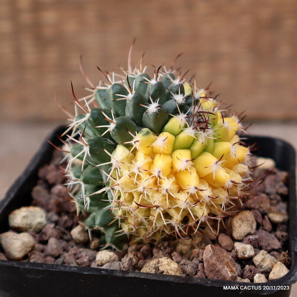 MAMMILLARIA COMPRESSA VARIEGATED