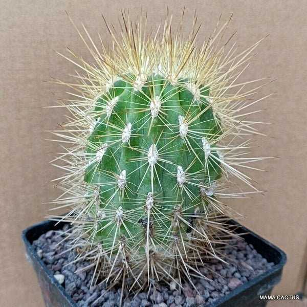 NEOPORTERIA POLYRAPHYS