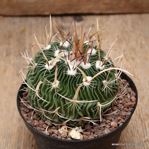 ECHINOFOSSULOCACTUS LAMELLOSUS