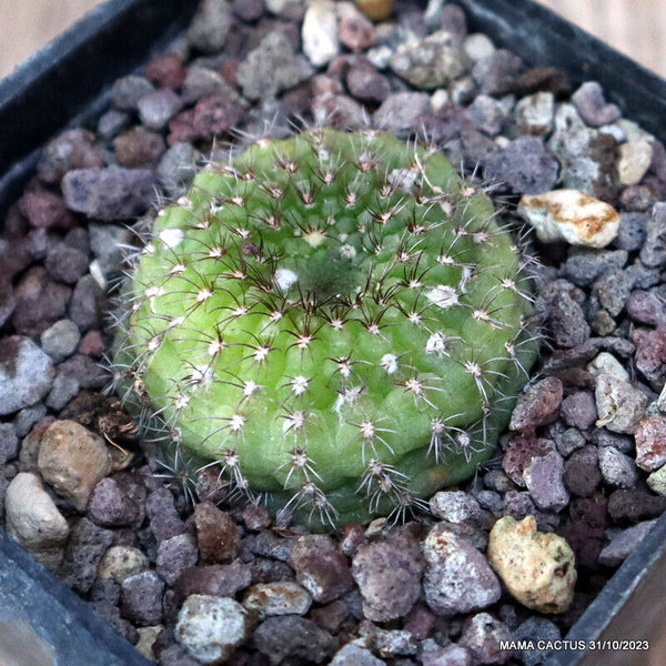 A3819 FRAILEA PYGMAEA pot7-H2,5-W3,5 cm MaMa Cactus