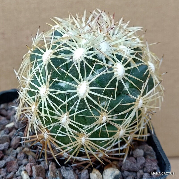 A4289 CORYPHANTHA SP. IXMIQUILPAN CARDONAL pot7-H7-W6 cm MaMa Cactus