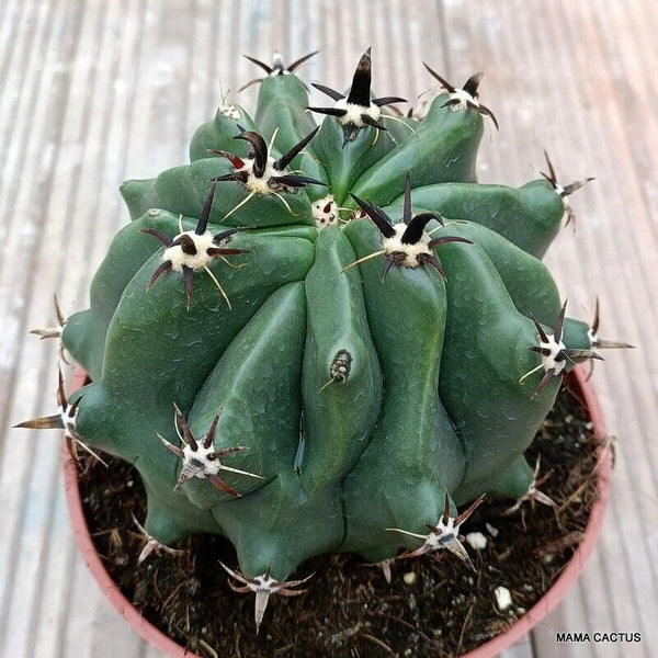 FEROCACTUS HORRIDUS MONSTER KIKKO