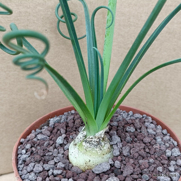 ALBUCA SPIRALIS