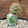 TRICHOCEREUS SPACHIANUS MONSTER GRAFTED