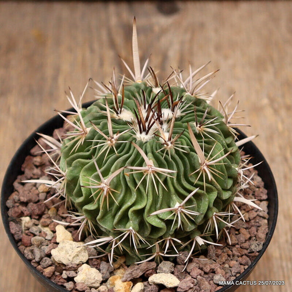 ECHINOFOSSULOCACTUS LAMELLOSUS