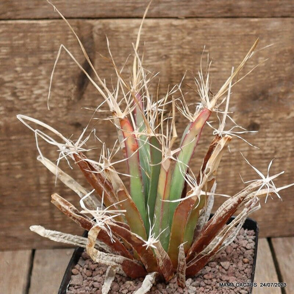 LEUCHTENBERGIA PRINCIPIS OLD