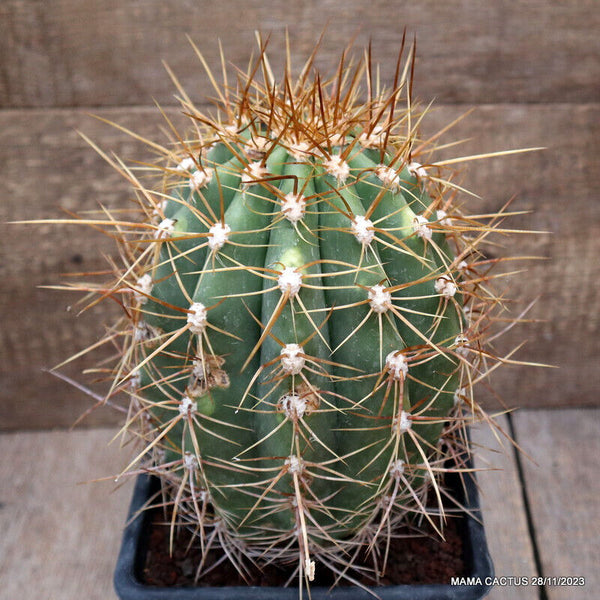 TRICHOCEREUS TERSCHECKII VARIEGATED