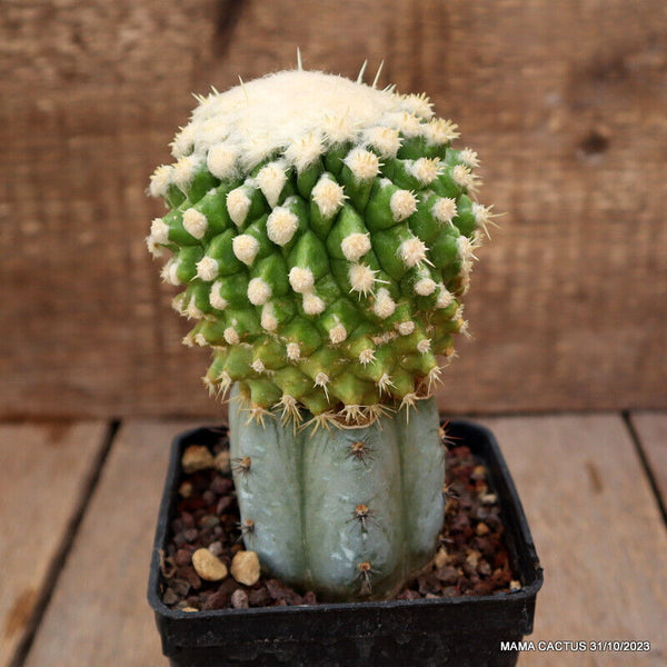 ECHINOCACTUS GRUSONII MONSTER GRAFTED