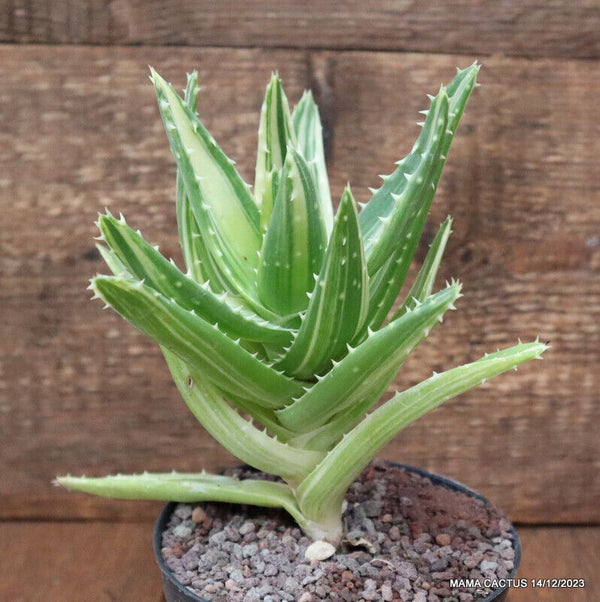 ALOE MITRIFORMIS VARIEGATED