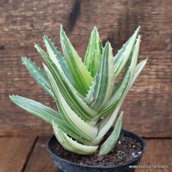 ALOE MITRIFORMIS VARIEGATED