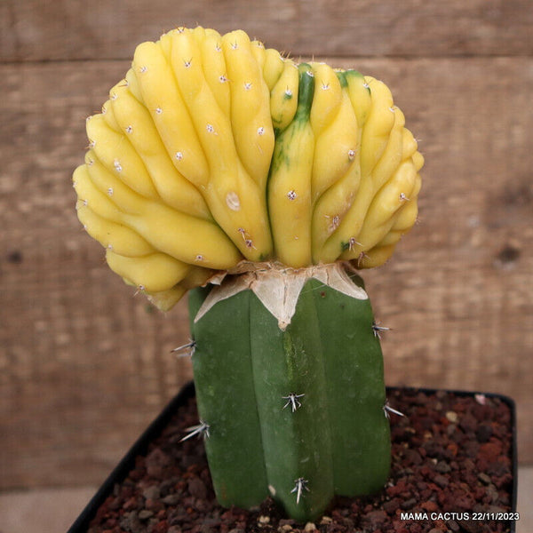 TRICHOCEREUS PACHANOI CRESTED VARIEGATED GRAFTED